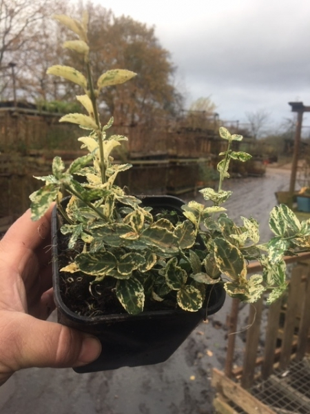 Weißbunter Spindelstrauch „Emerald Gaiety“ (Euonymus fortunei) im Container